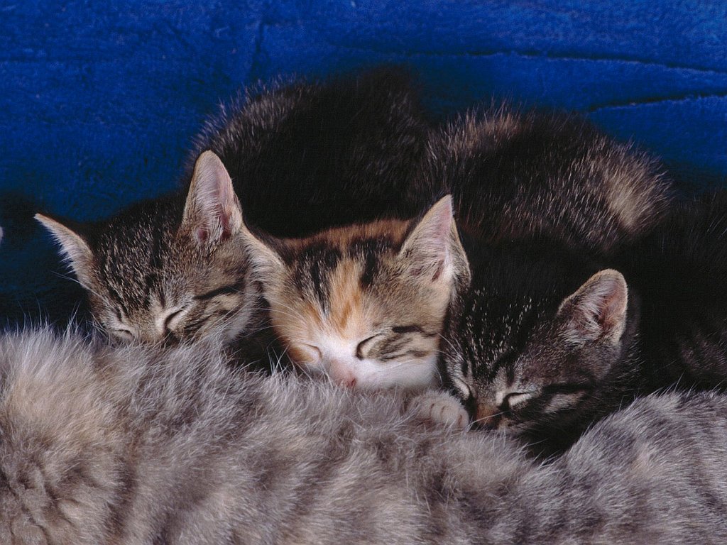 Nursing Kittens